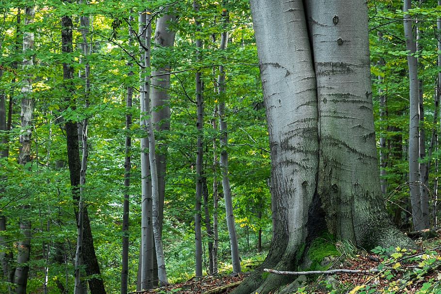 forest, tree, autumn, foliage, nature, landscape, plant, growth HD wallpaper