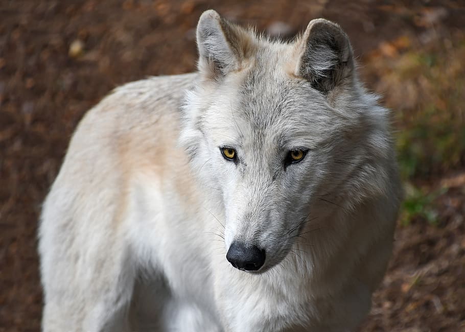 wolf, predator, white, animal, wild, portrait, animal themes HD wallpaper