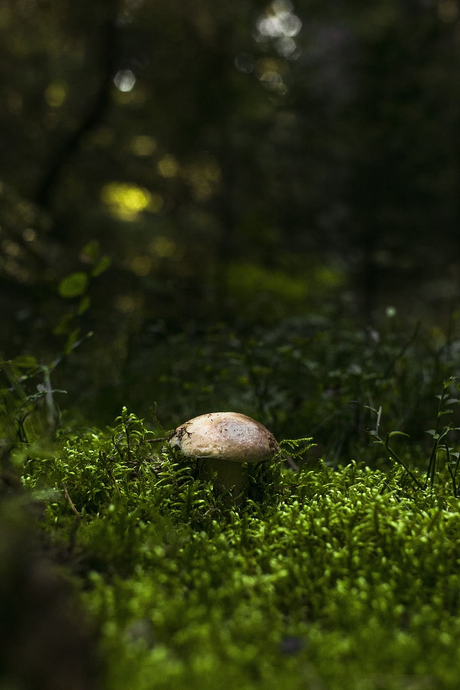 fungus, forest, day, autumn, mushrooms, red, toxic, hat, toadstool HD wallpaper