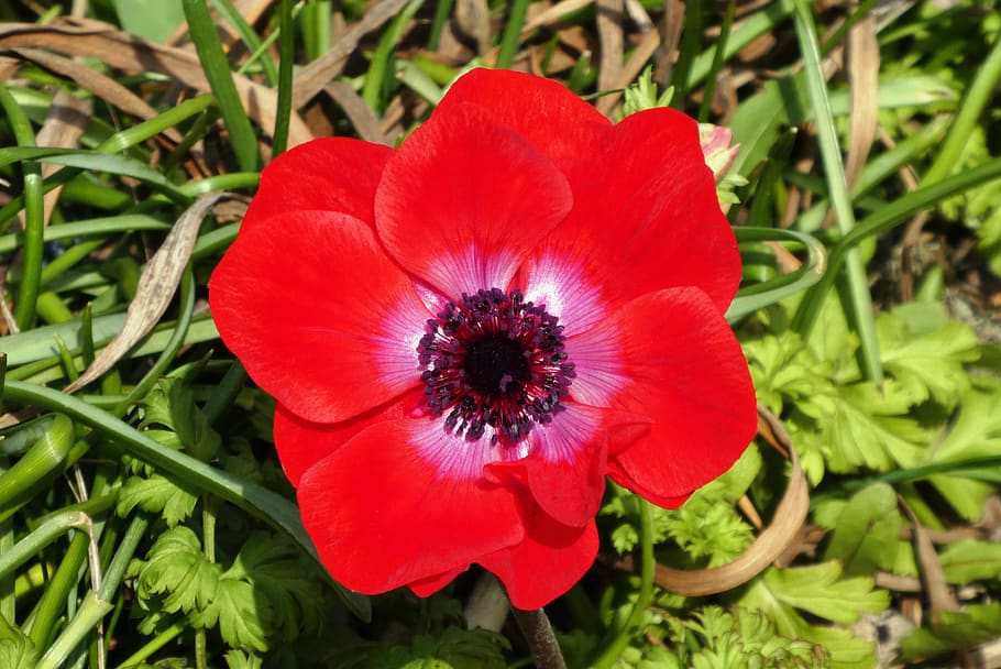 flower, spring, vegetable, garden, flora, heart, colorful, spring flower HD wallpaper