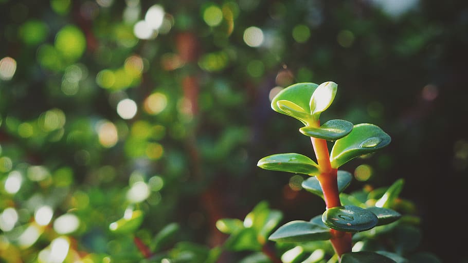 trees, olympus, om-d, em-10, vsco, bokeh, plant, growth, green color HD wallpaper