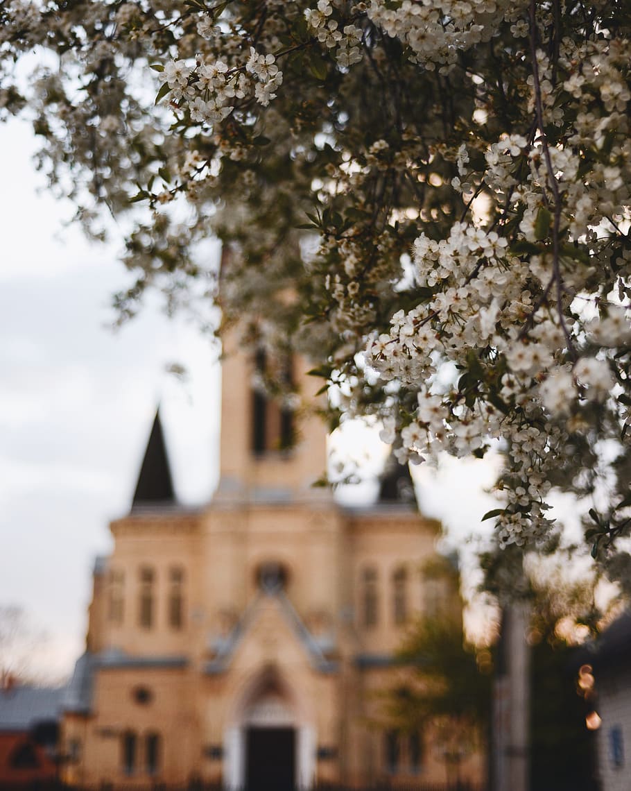 plant, building, tower, architecture, flower, blossom, spire HD wallpaper