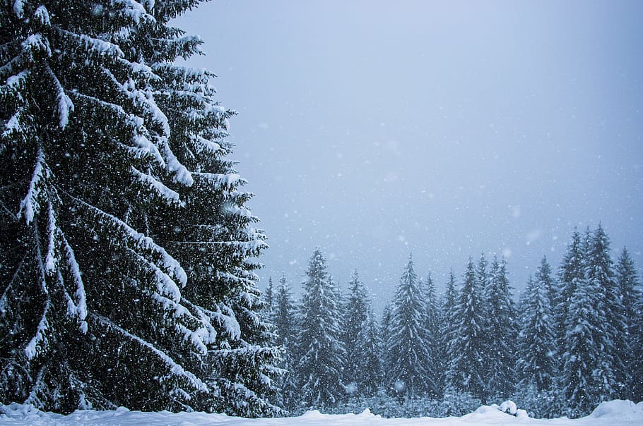 green pine trees during daytime, forest, snow, mountain, magic HD wallpaper