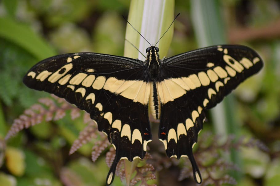 butterfly, insect, wings, invertebrate, animal wing, animal themes HD wallpaper