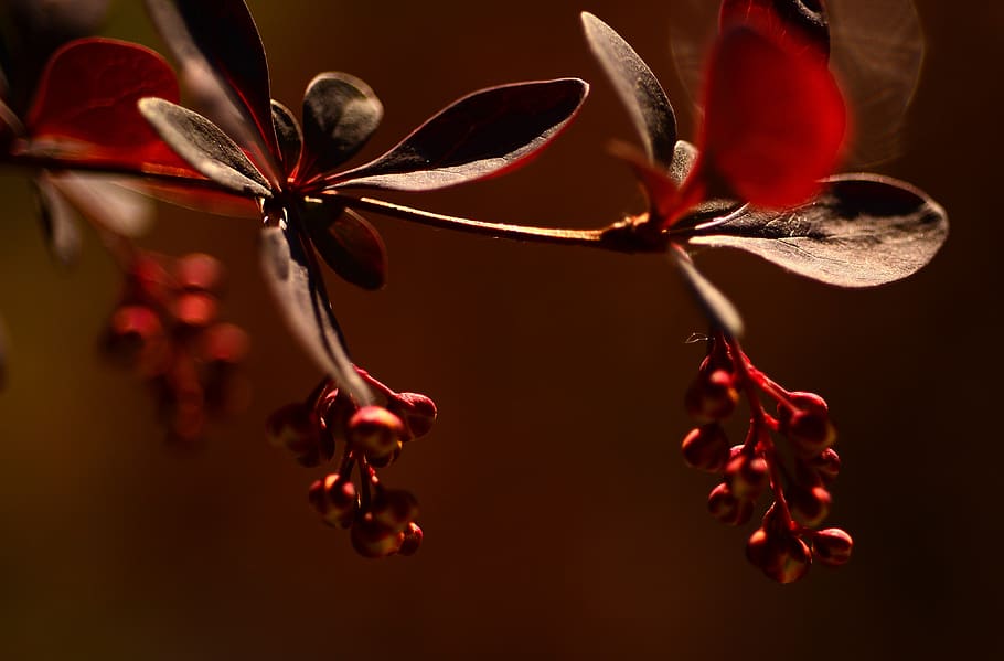 nature, macro, spring, leaves, plant, flower, growth, flowering plant HD wallpaper