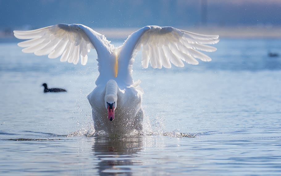 swan, flight, start, water, spray, lake, water bird, feather HD wallpaper