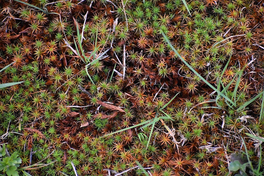 moss, plant, tree, conifer, ground, vegetation, larch, blossom HD wallpaper