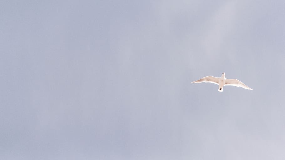 nature, animals, white, bird, sky, peace, flying, animal themes HD wallpaper