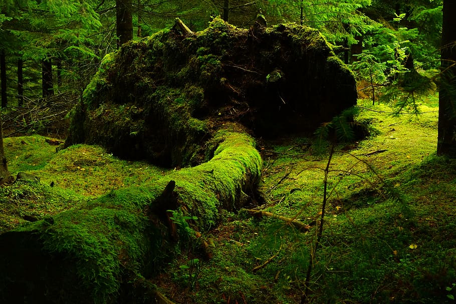 Green Grass Field, fallen tree, forest, landscape, moss, nature HD wallpaper
