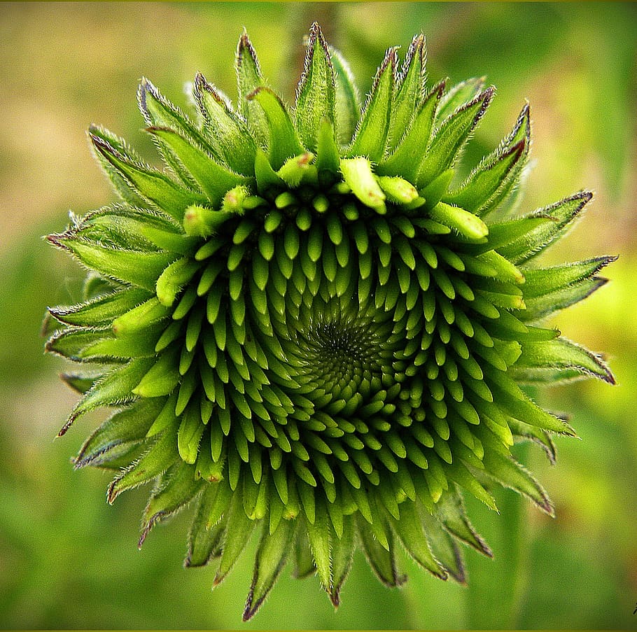 Green Flower Bud Selective Focus Photography, closeup, echinacea HD wallpaper