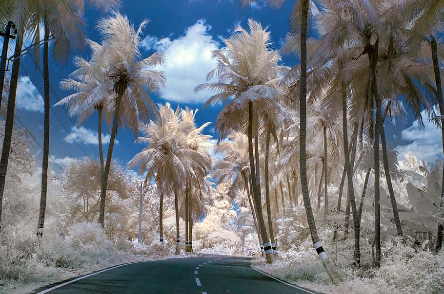 white trees, plant, beauty in nature, sky, palm tree, no people HD wallpaper