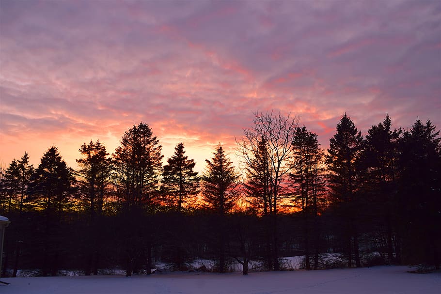 sunset, trees, light, landscape, color, nature beauty, evening HD wallpaper