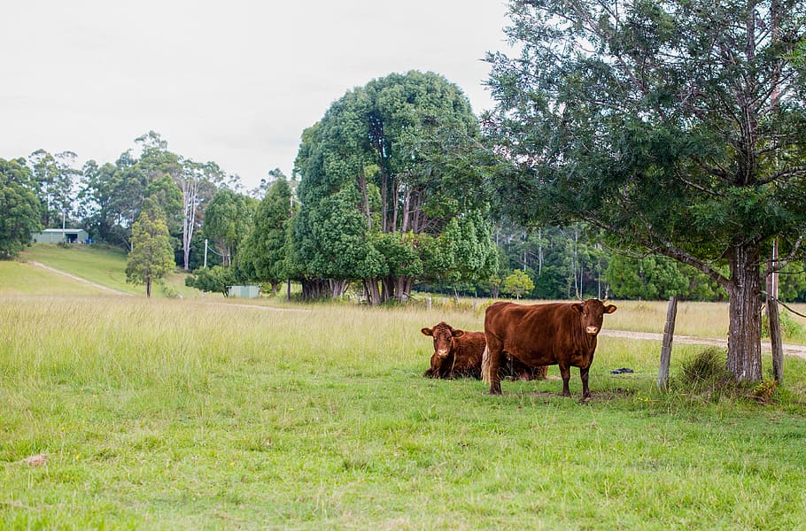 farm, cow, beef, trees, grass, plant, mammal, domestic animals HD wallpaper