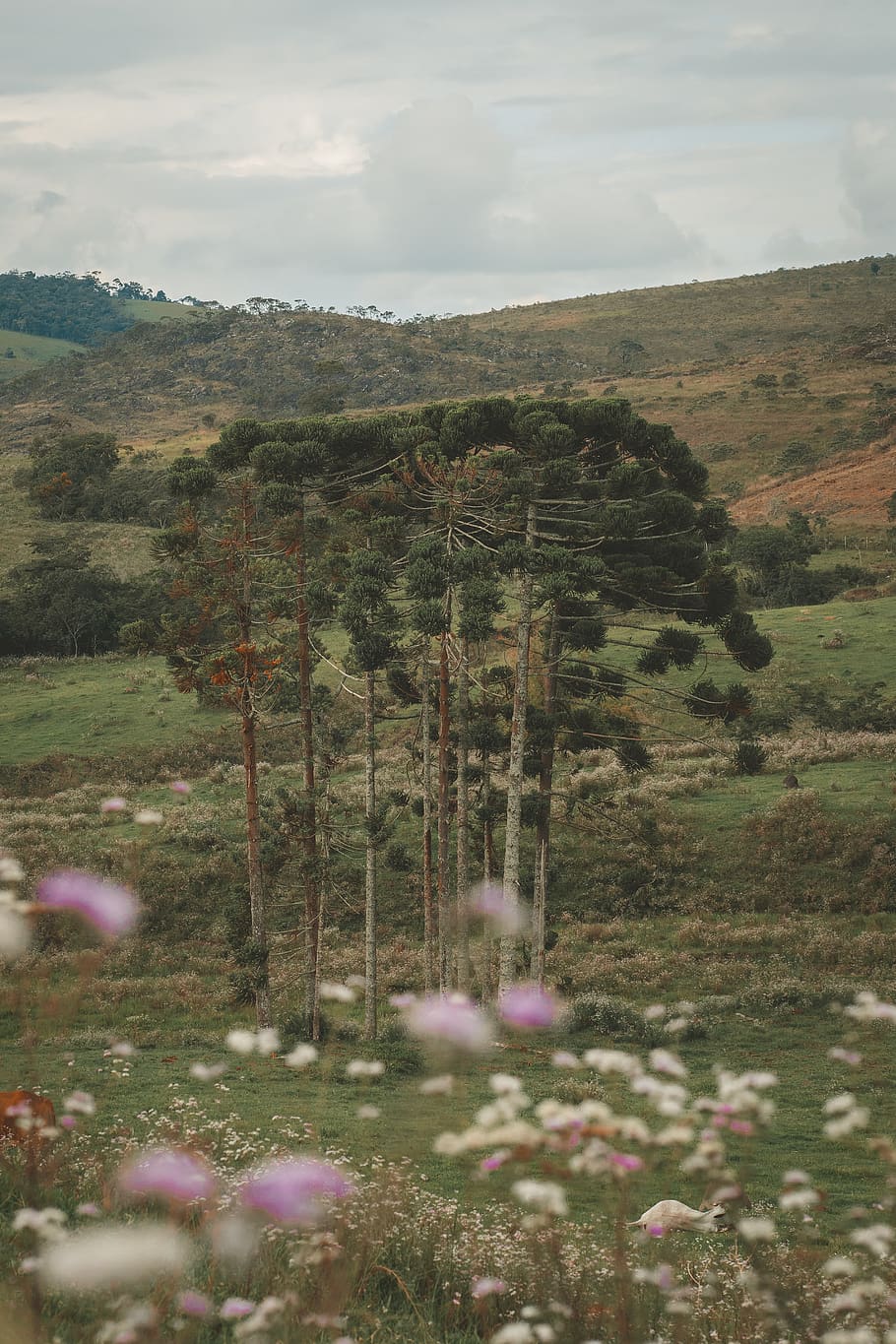 Green Trees, daylight, environment, field, flora, grass, grassland HD wallpaper