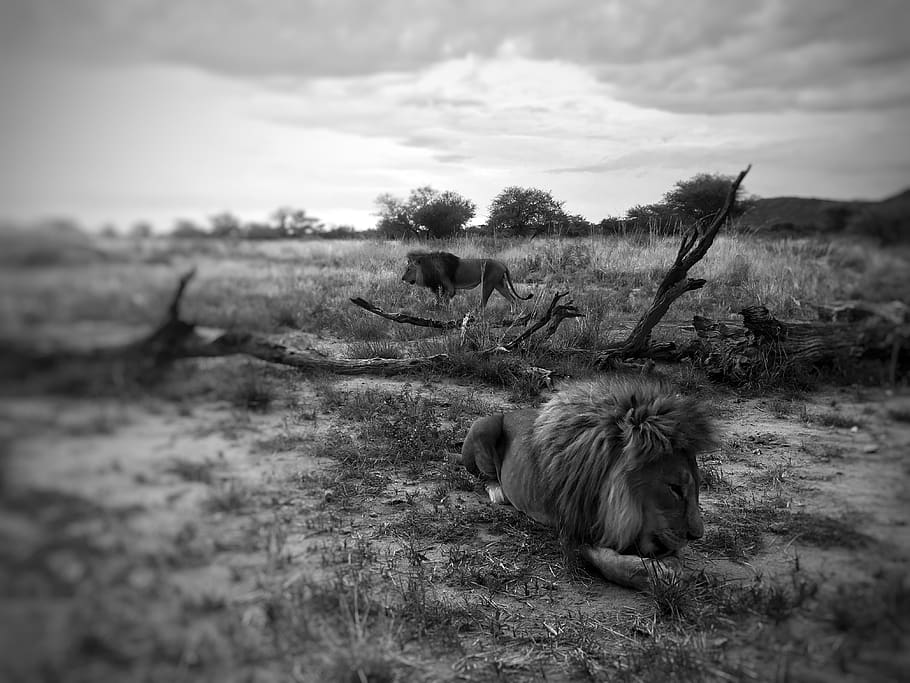 Hình nền sư tử Namibia sẽ làm tôn lên sự đẹp trai và mạnh mẽ của thiết bị của bạn. Sư tử hùng mạnh và môi trường sa mạc Namibia đều cùng nhau tạo nên một bức tranh ấn tượng. Nhấp chuột để xem ảnh chất lượng cao này.