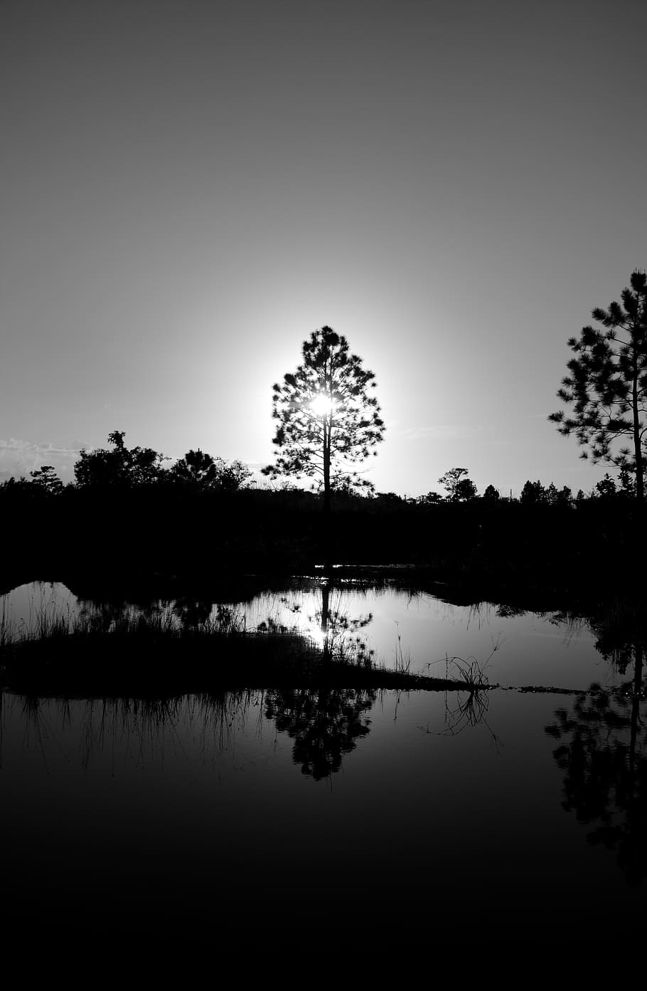 tree, water, nature, landscape, lake, trees, sky, sun, mirroring HD wallpaper