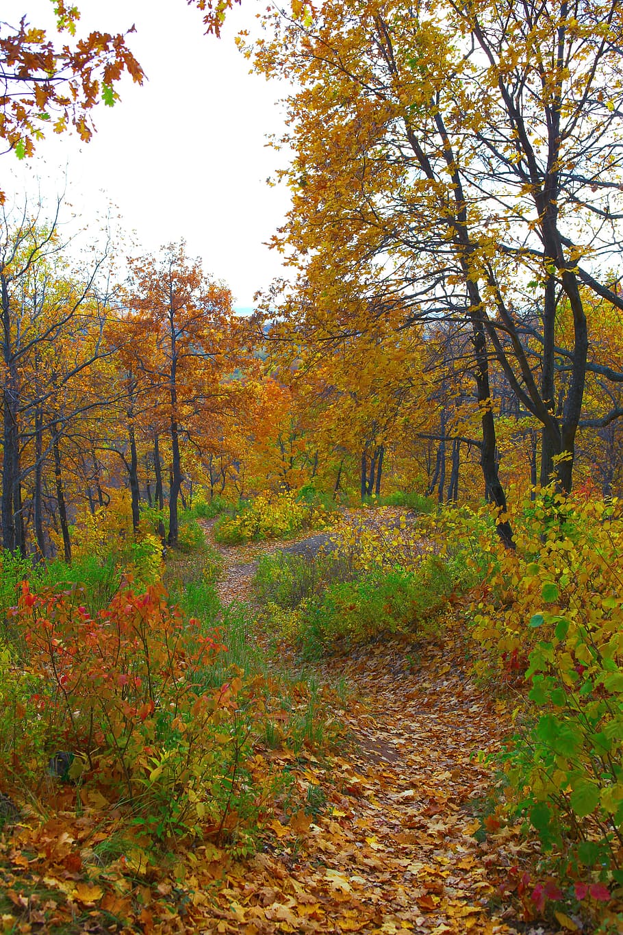 autumn, forest, scene, leaf, leaves, yellow, tree, park, wood HD wallpaper