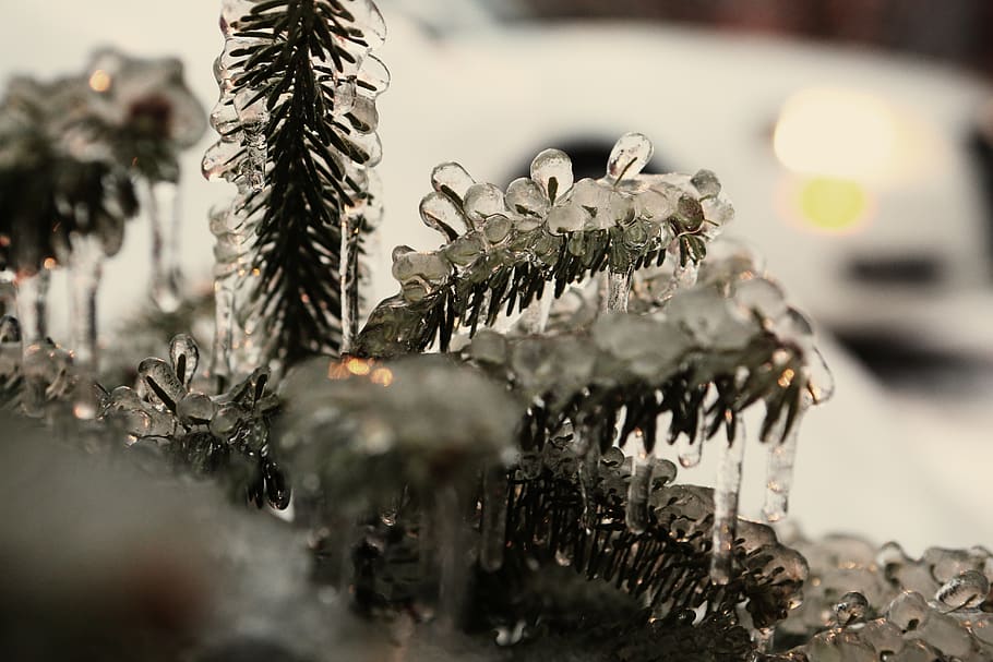 pine needles, frozen, ice, zing, cold, winter, selective focus HD wallpaper