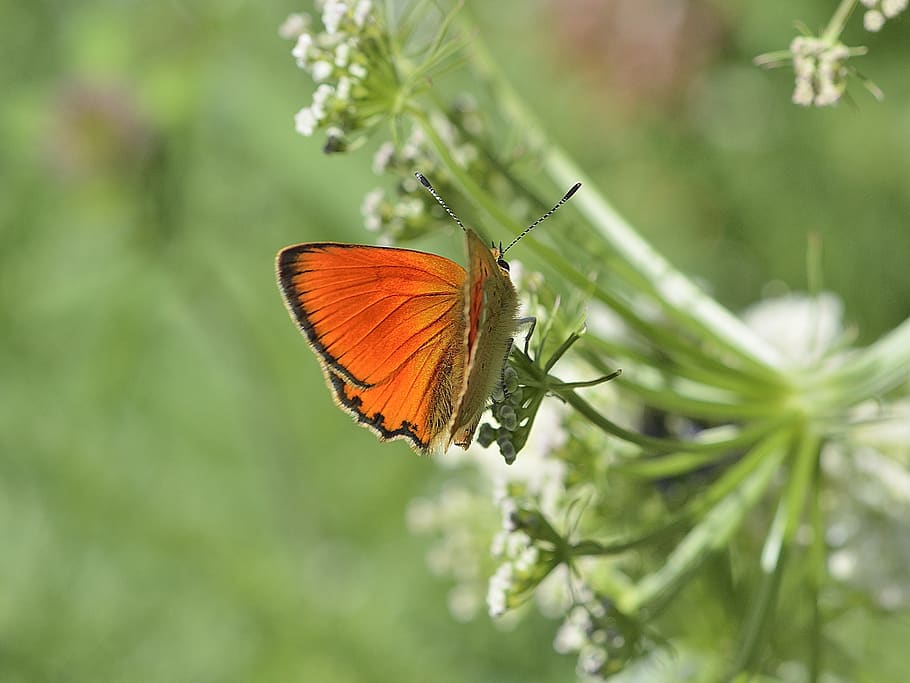 butterfly, insect, macro, nature, animal themes, invertebrate HD wallpaper
