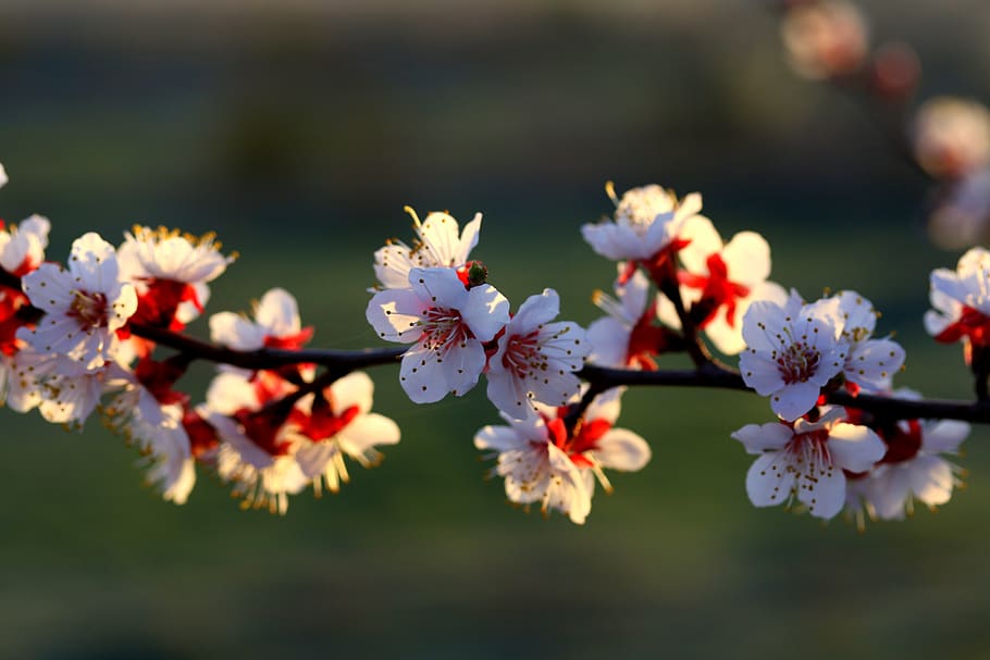 flowers, branch, white, spring, tree, bud, plant, season, nature HD wallpaper