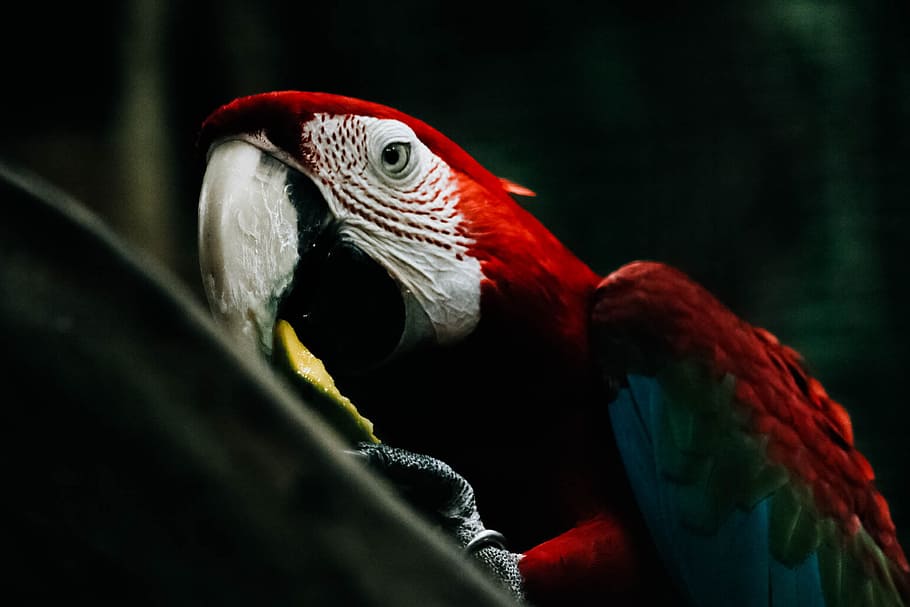 Selective Focus Photography of Scarlet Macaw, animal, animal photography, HD wallpaper