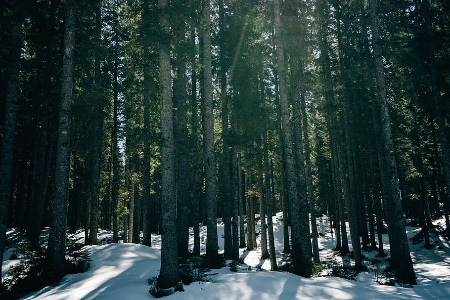 snow covered trees, plant, fir, abies, redwood, conifer, pine HD wallpaper