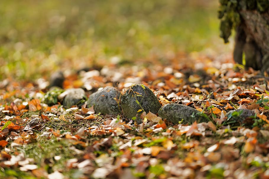 autumn, deciduous, plant, leaf, nature, outdoors, wood, tree HD wallpaper
