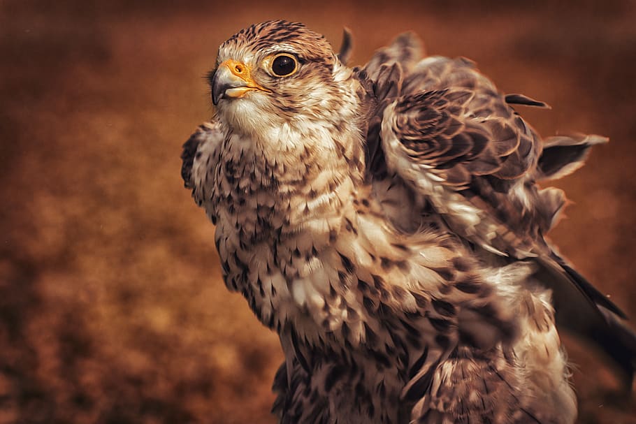 falcon, bird, raptor, feather, bird of prey, animal world, nature HD wallpaper