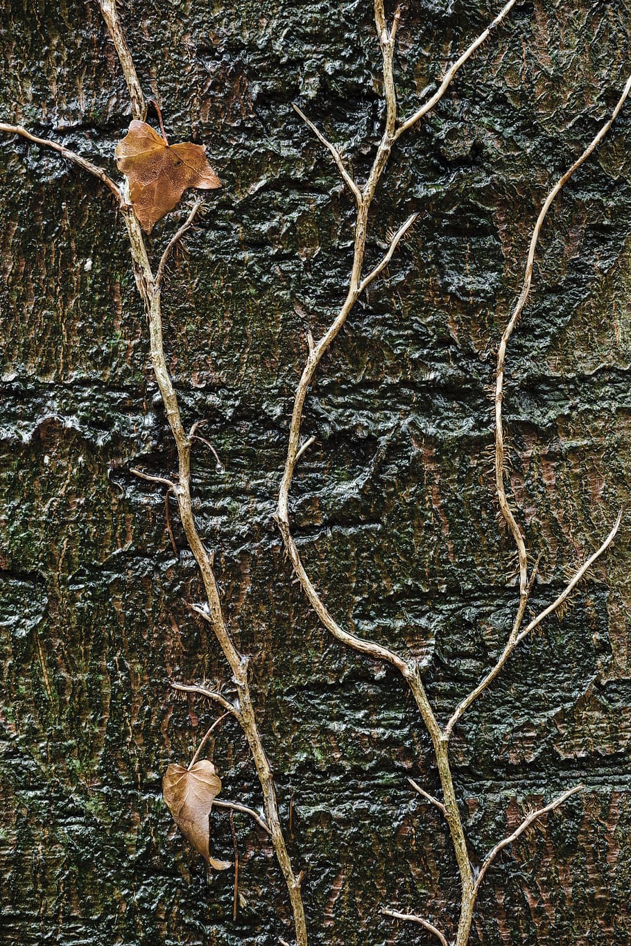 brown branch, tree, plant, nature, no people, tree trunk, day HD wallpaper