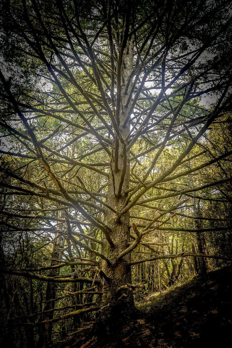 tree, plant, growth, land, forest, beauty in nature, tranquility HD wallpaper
