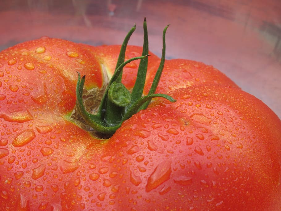 tomato, tomatoes, vegetables, veggies, organic, farm, farmer HD wallpaper