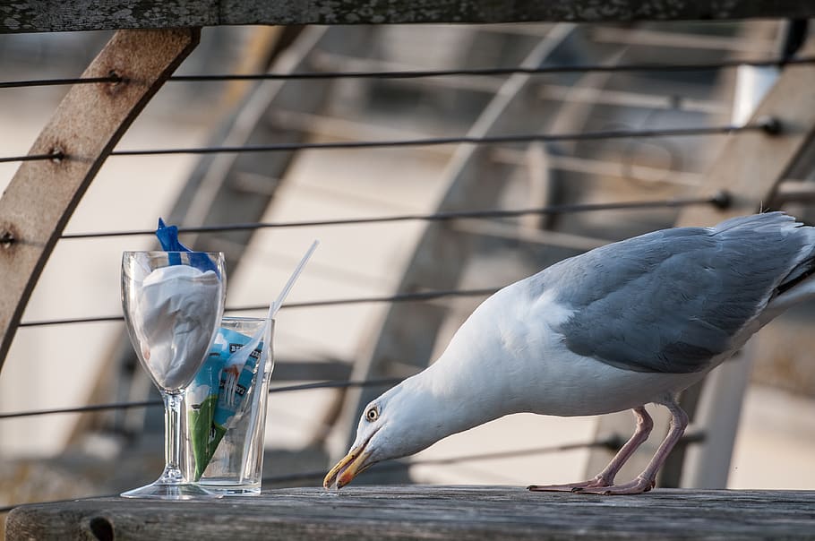 seagull, glasses, bird, table, foraging, culture follower, animal HD wallpaper