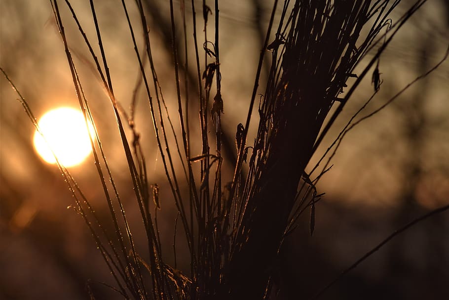 backlighting, mood, plant, dried, nature, sunset, abendstimmung HD wallpaper