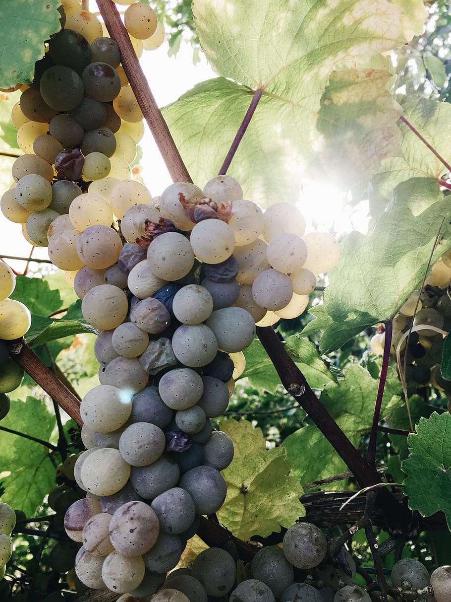 Bunch of White Grapes, blur, close-up, cluster, farm, focus, food HD wallpaper