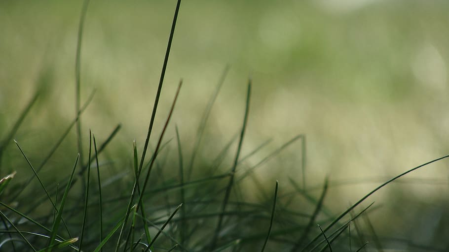 Shallow Focus Photography of Green Grass, macro, plant, growth HD wallpaper