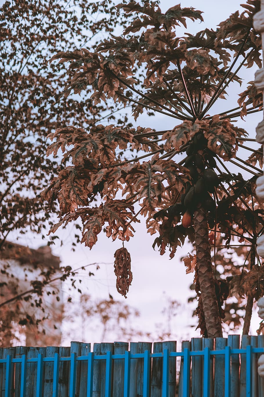 plant, tree, leaf, blossom, flower, food, tree trunk, abies HD wallpaper