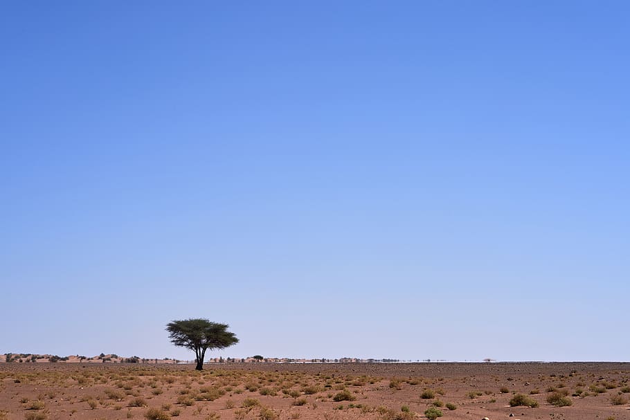grey tree under blue sky, nature, outdoors, field, savanna, grassland HD wallpaper