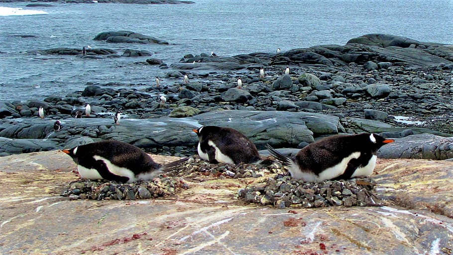antarctica, water, rock, group of animals, animal themes, animal wildlife HD wallpaper