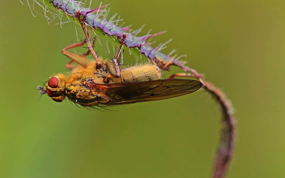 upside, fly, nature, bug, insect, climb, invertebrate, animal themes HD wallpaper