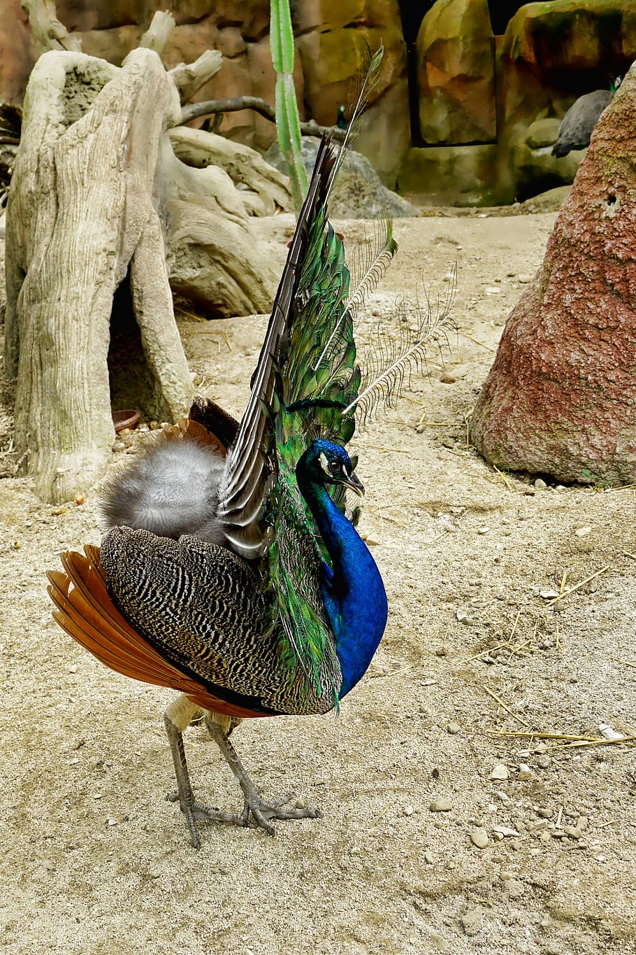 bird, peacock, balz, pride, colorful, plumage, peacock feathers, HD wallpaper