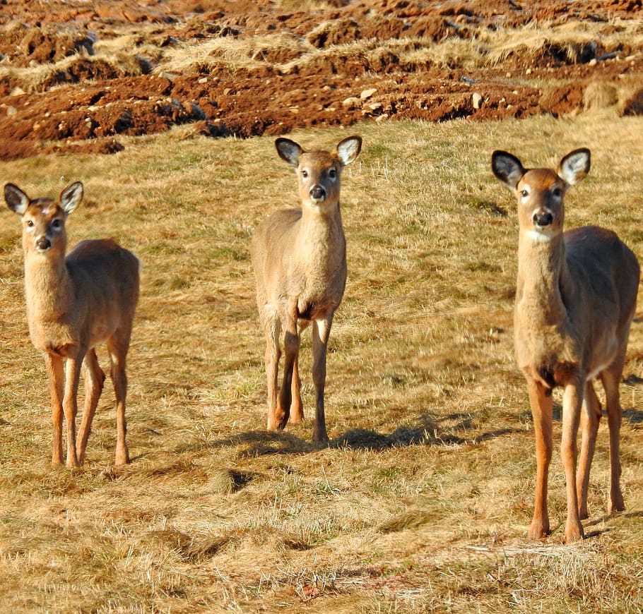 deer, fields, brown, roux, nature, animal, good looking, ears HD wallpaper