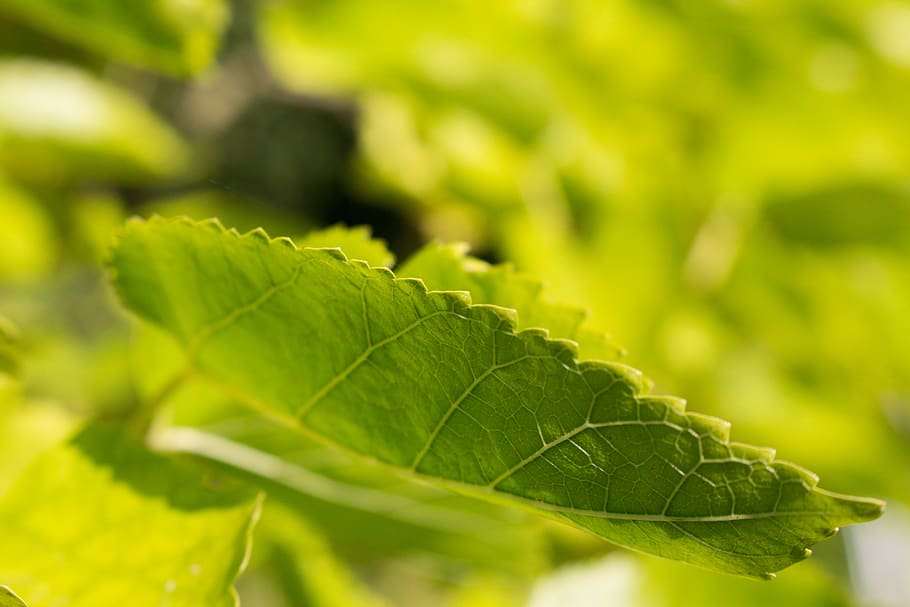 leaf, nature, plant, summer, spring, environment, forest, leaves HD wallpaper