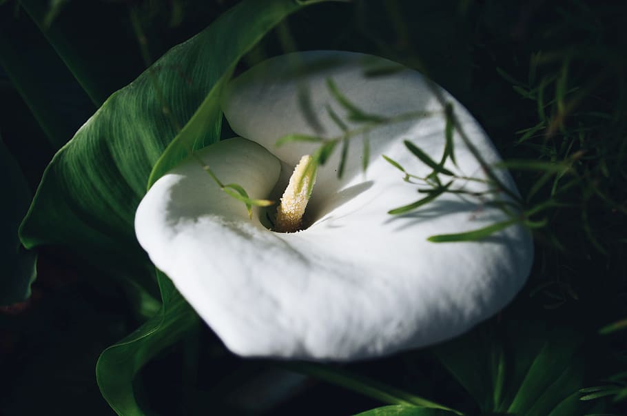 white lily flower, plant, growth, beauty in nature, close-up HD wallpaper
