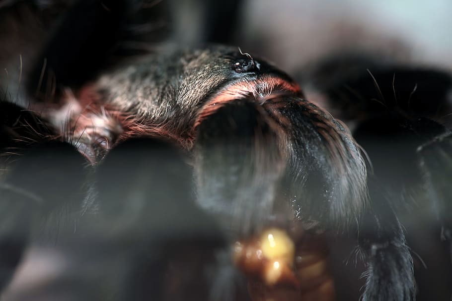 spider, insect, closeup, macro, animal, animal themes, mammal HD wallpaper