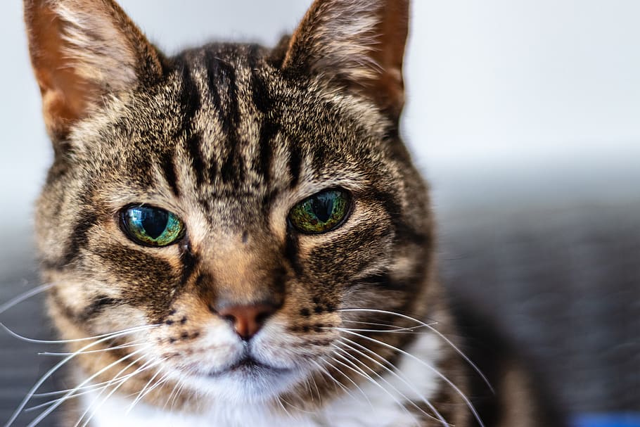 brown tabby cat, animal themes, one animal, mammal, close-up HD wallpaper