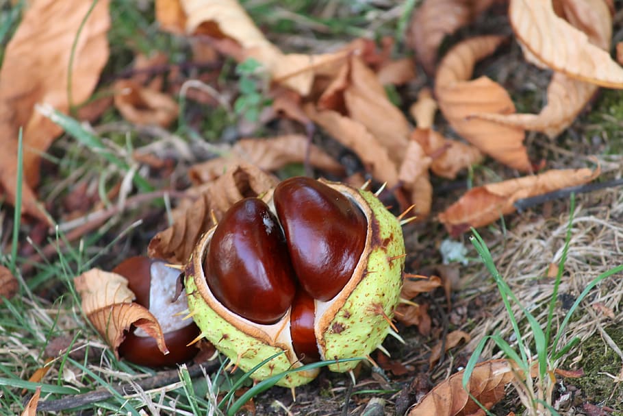 buckeye, aesculus hippocastanum, brown, chestnut, autumn, fruit, HD wallpaper