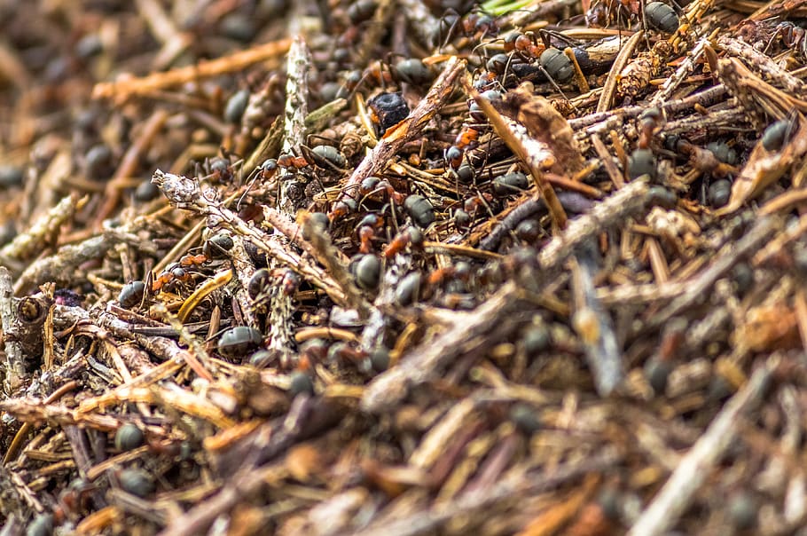 ants, insects, nature, selective focus, no people, close-up HD wallpaper