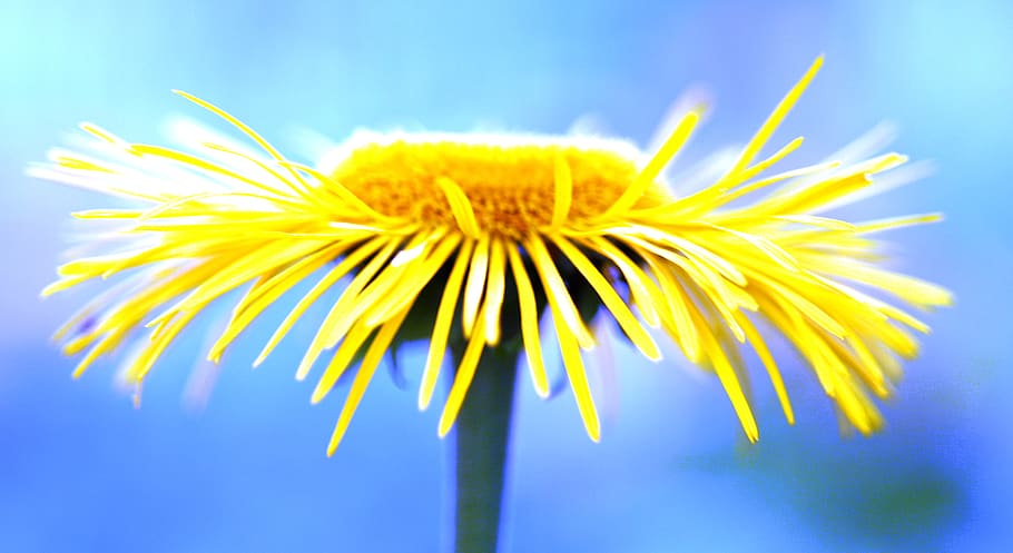 graphic, blue, yellow, flower, plant, flowering plant, freshness HD wallpaper