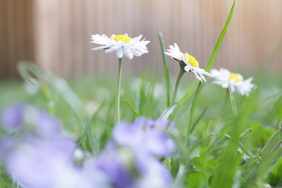flowers, white, green, spring, macro, flowering plant, freshness HD wallpaper