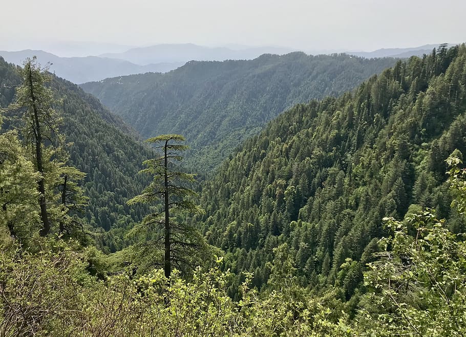 nature, wood, mountain, panoramic, travel, tree, pakistan, beauty in nature HD wallpaper